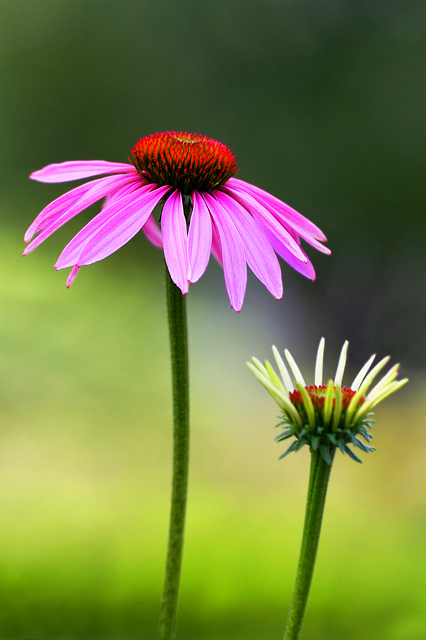 IMG_Coneflowers_2Websize.jpg