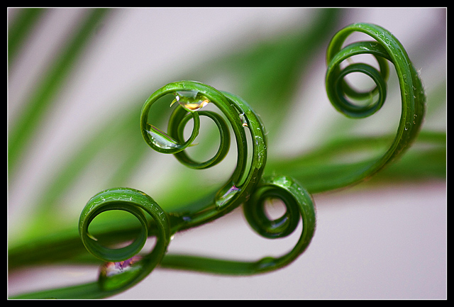 IMG_CurlicueGreenWebsize.jpg