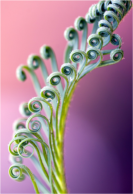 IMG_CurlicuePinkPurpleWebsi.jpg