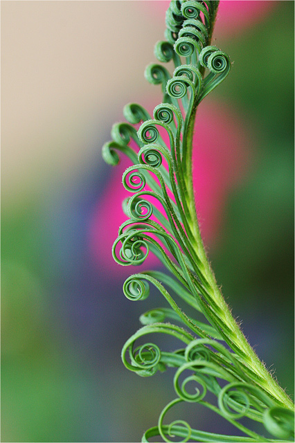 IMG_CurlicuePinkWebsize.jpg