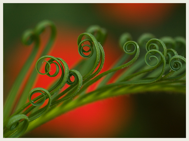 IMG_CurlicueRedGreenWebsize.jpg