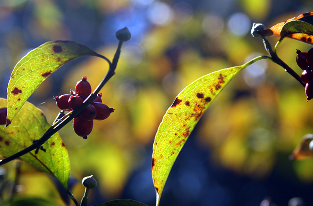 DogwoodBokeh.jpg