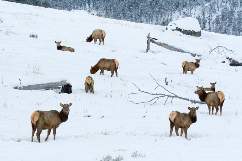 Elk Herd in Yellowstone