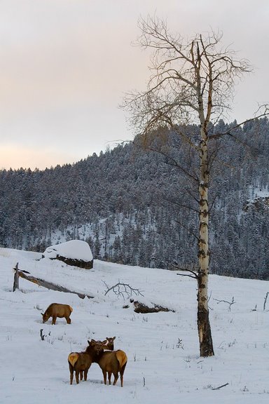 Elk at Sunset