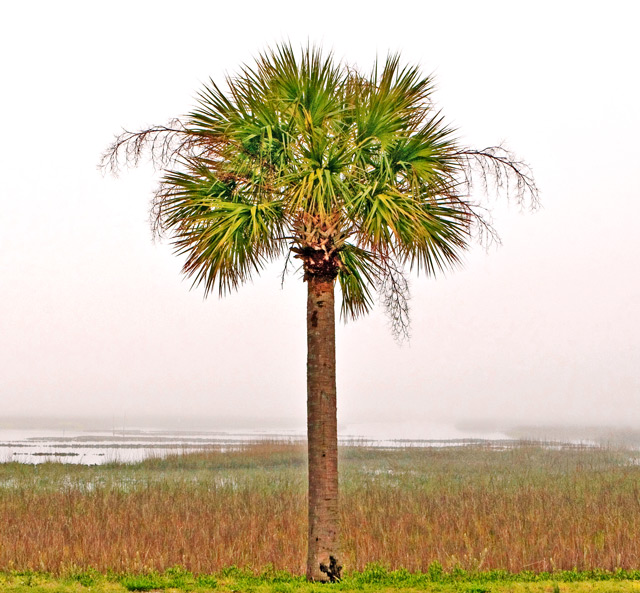 PalmBasic2Websize.jpg