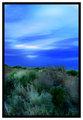Evening_Dune_Saltbushes .jpg