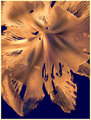 stamen v2.jpg