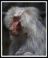 Baboon Potrait 1.jpg