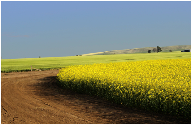 canola field 1.jpg
