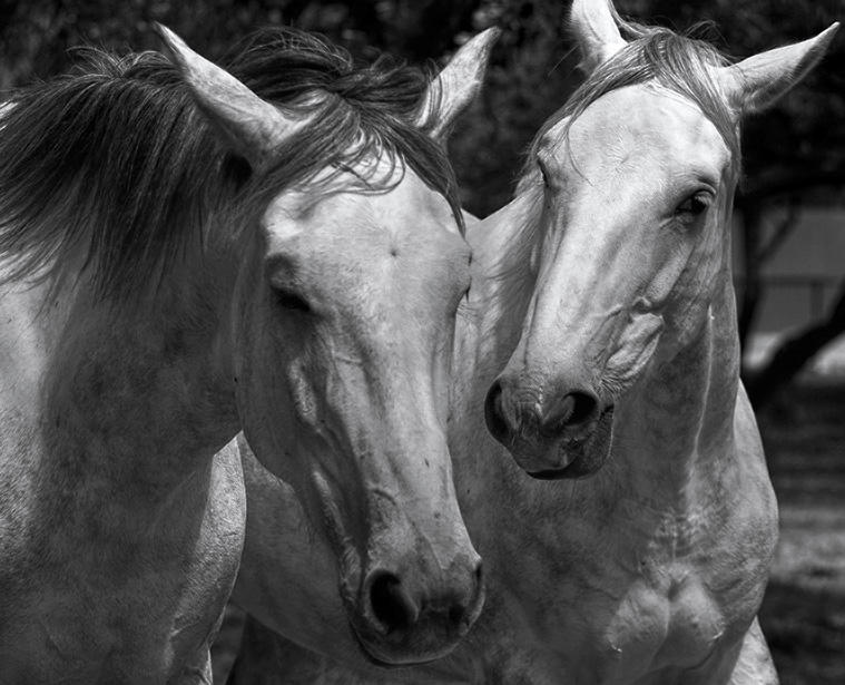 policegreys