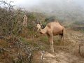 Camel in the Mist