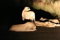4 Lions in the Road