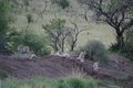 Lions Eating Giraffe