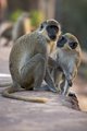Monkeys