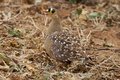 Sand Grouse