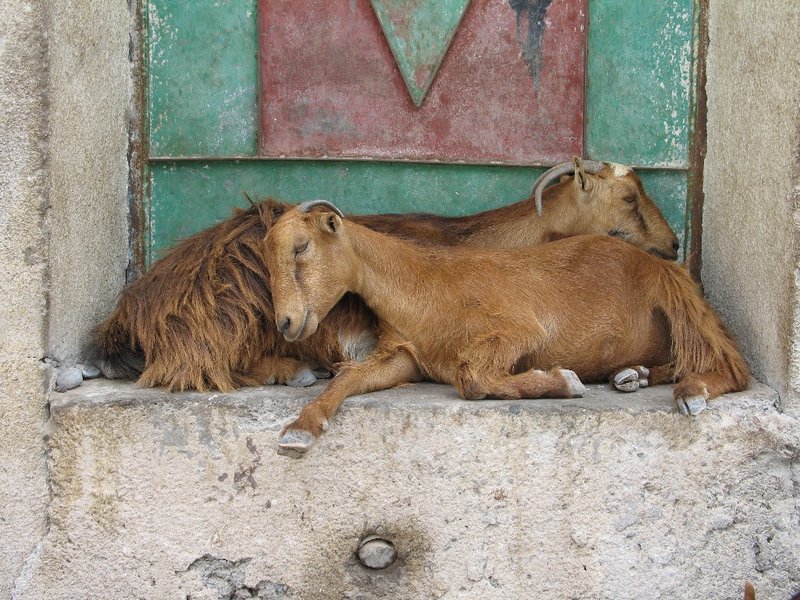 Khasab Goats