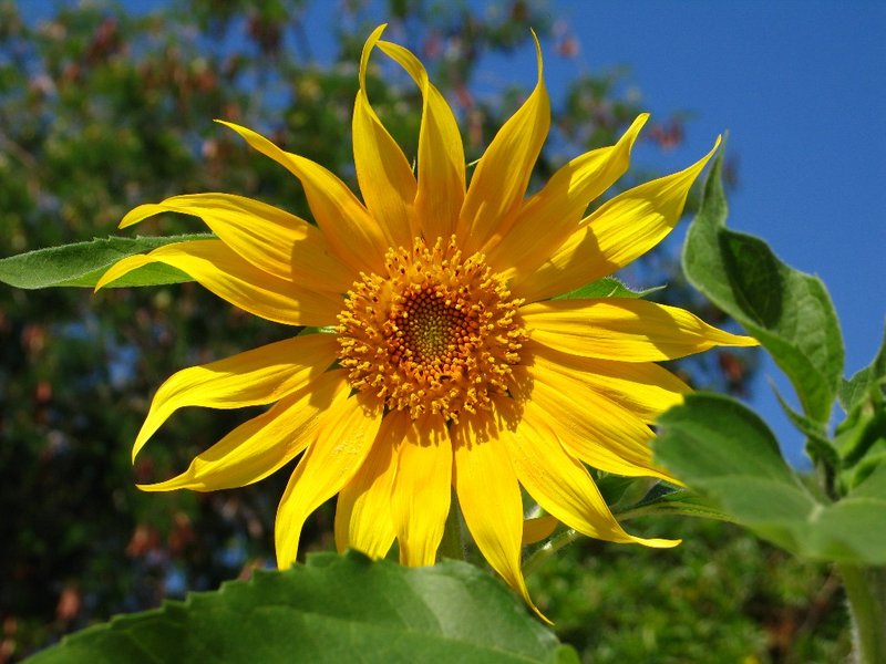 Sunflower