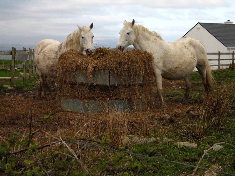 Irish Horses