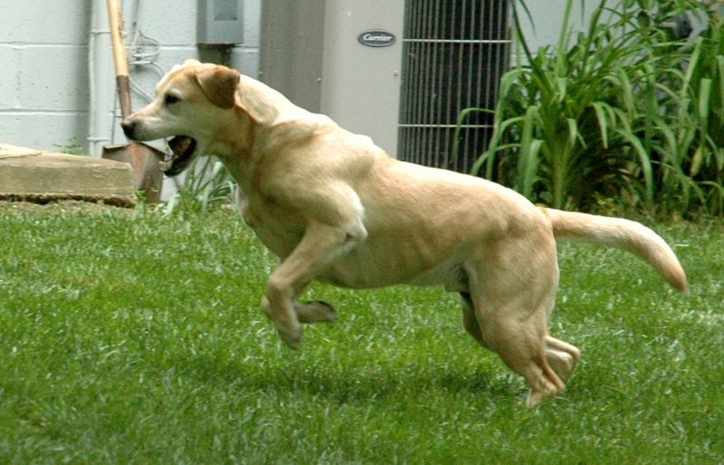 Charge