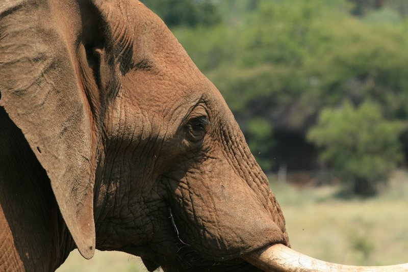 Elephant
