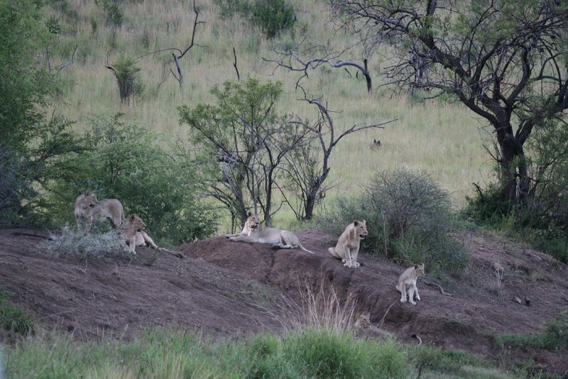 Lions Eating Giraffe