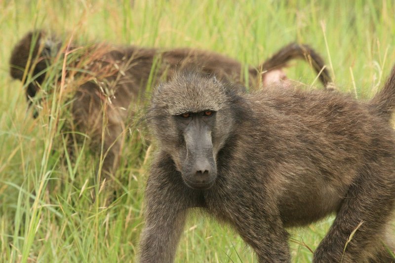 Baboons
