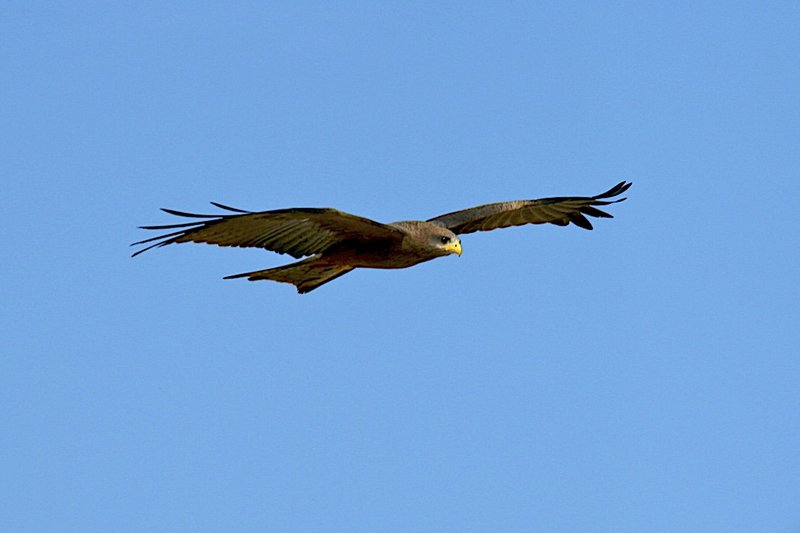 Yellow-billed Black Kite