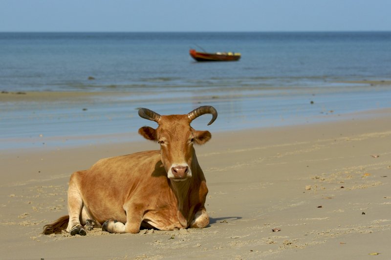 Beach Bull