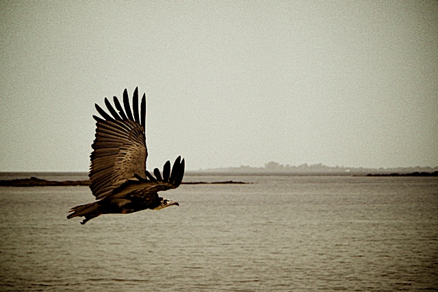Vignetted Vulture