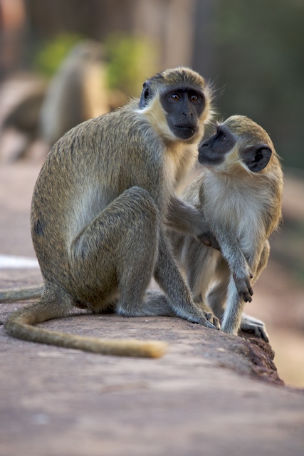 Monkeys