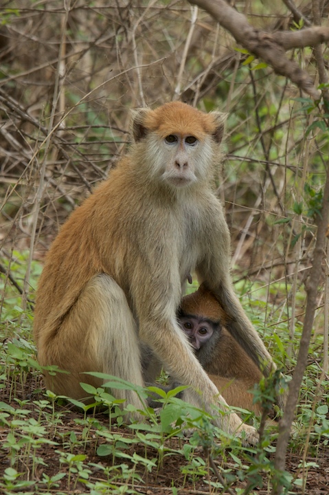 Red Monkeys