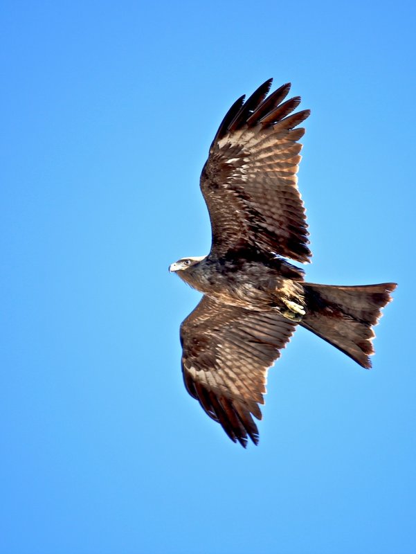Bird Outtake