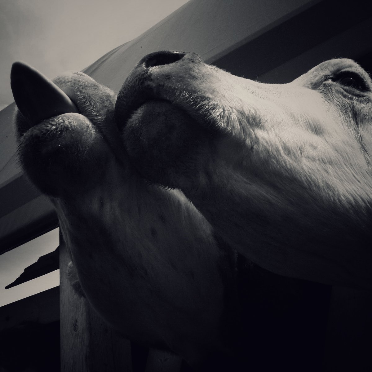 moo