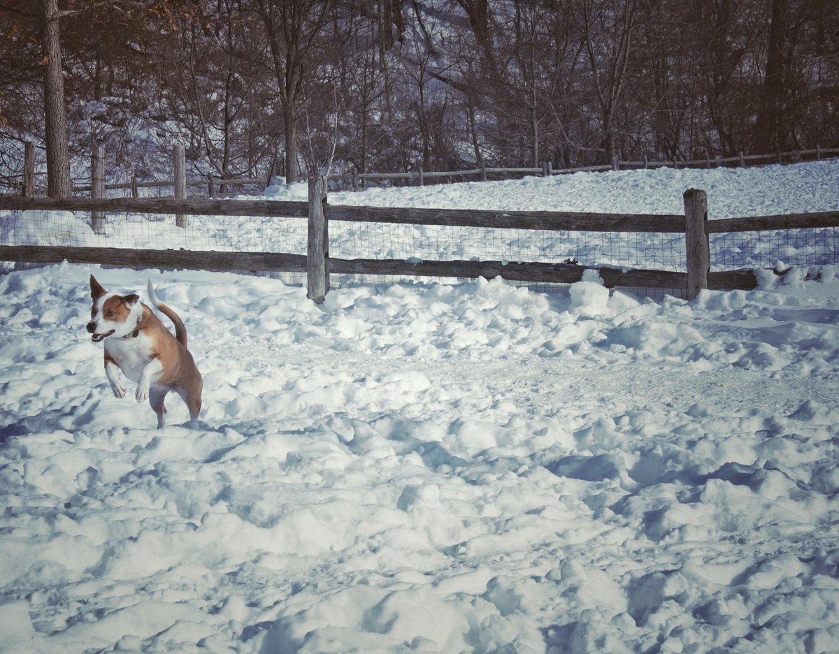 leap