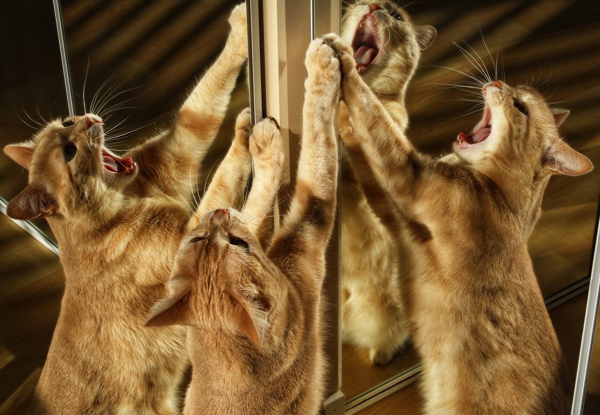 yawn