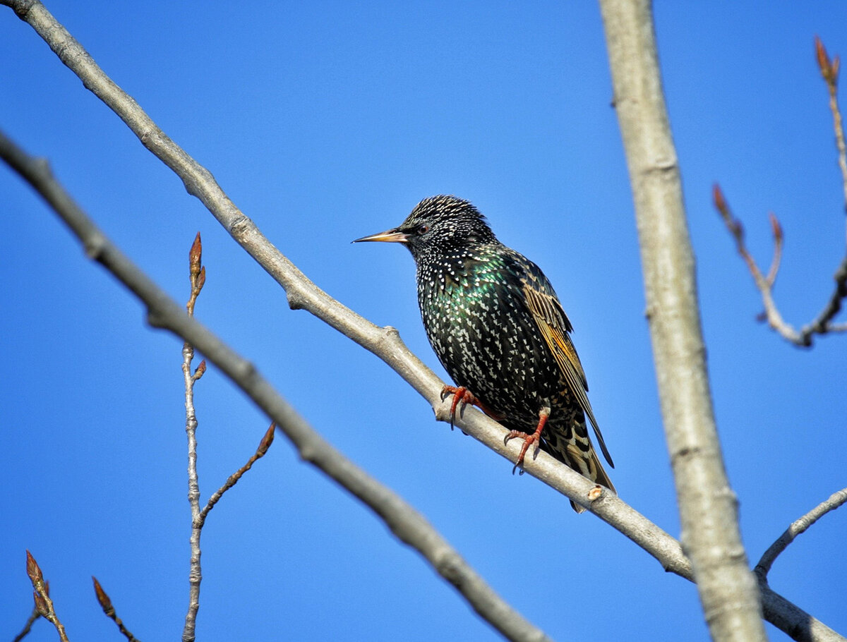 tweet