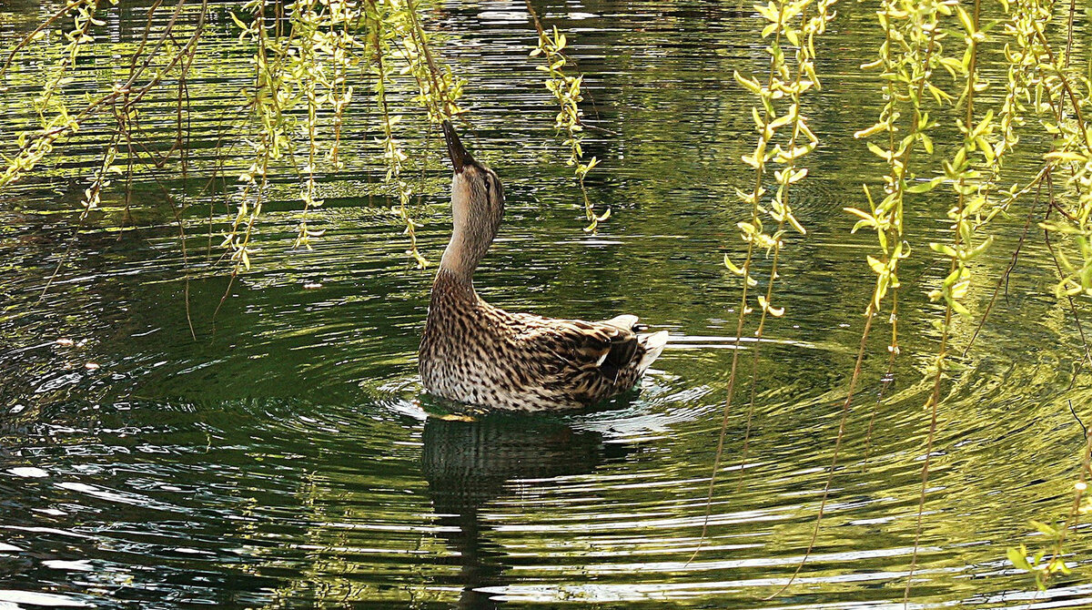 quack