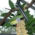 Pecking
