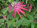 Star Flower