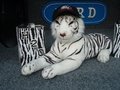 White Tiger