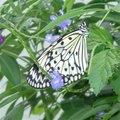 White Wing