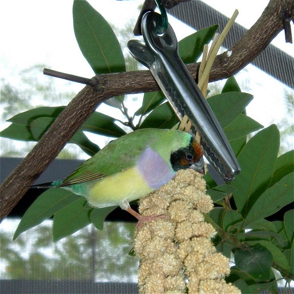 Pecking