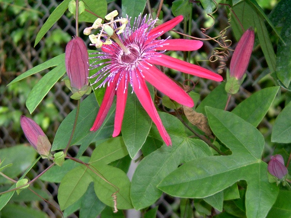Star Flower