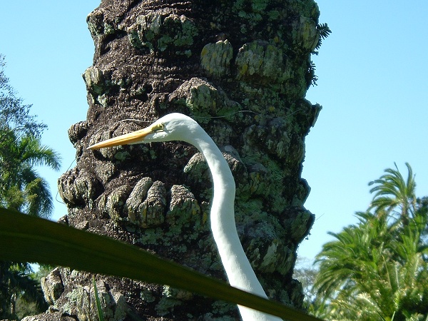Birdie