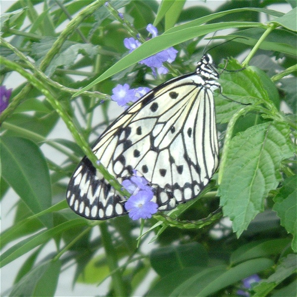 White Wing