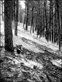 Smoldering Forest