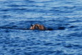 The Kiss II