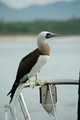 Mexico Booby