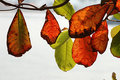 Leaves