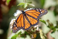 Monarch Butterfly